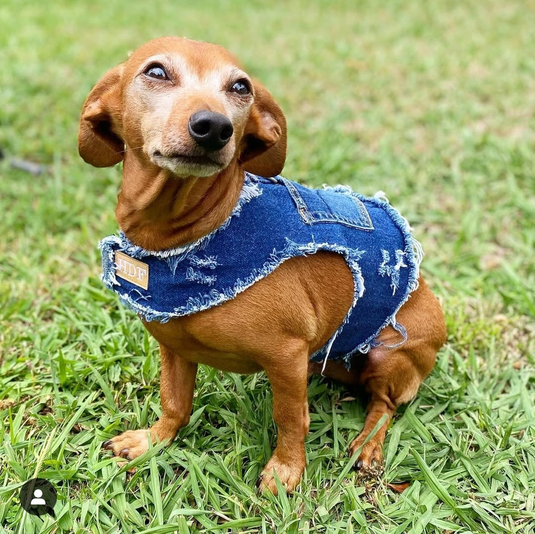 Plain denim dog harness