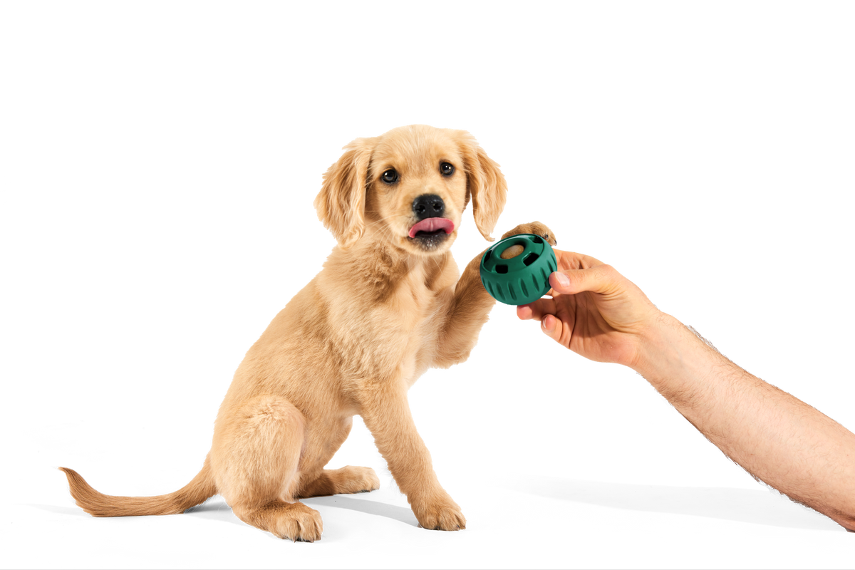 WOOF Pupsicle Green