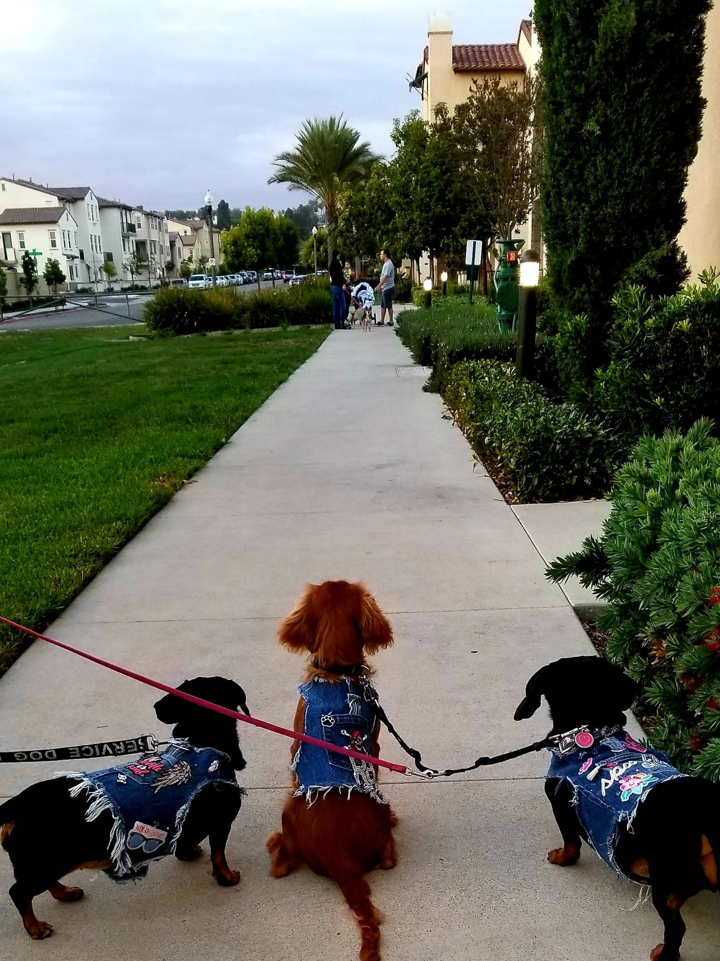 Custom Denim Dog Vest and Harness